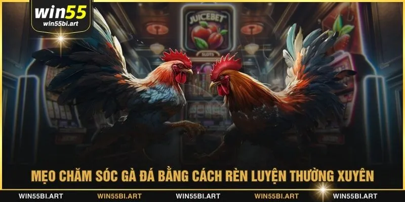 Mẹo chăm sóc gà đá bằng cách rèn luyện thường xuyên