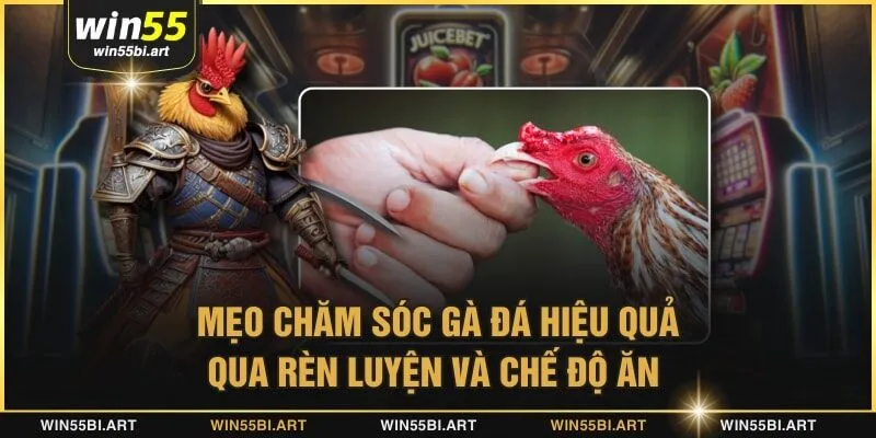 mẹo chăm sóc gà đá