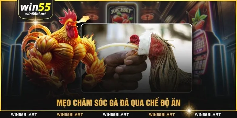 Mẹo chăm sóc gà đá qua chế độ ăn
